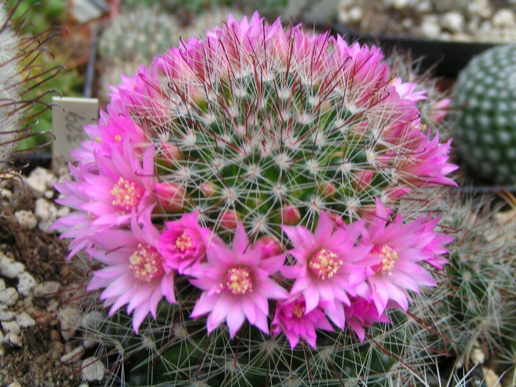 Mammillaria zeilmanniana